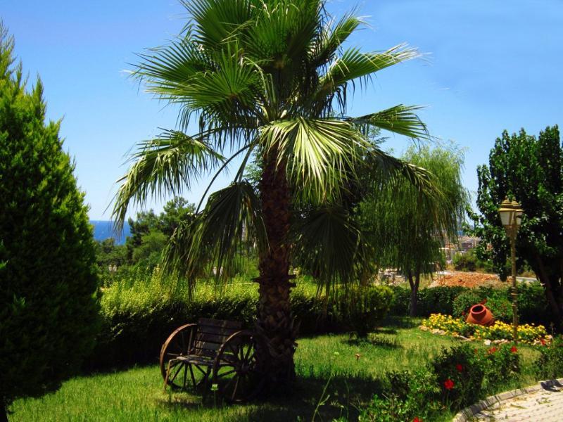 Orient Palace Hotel & Resort — Alanya — photo 5