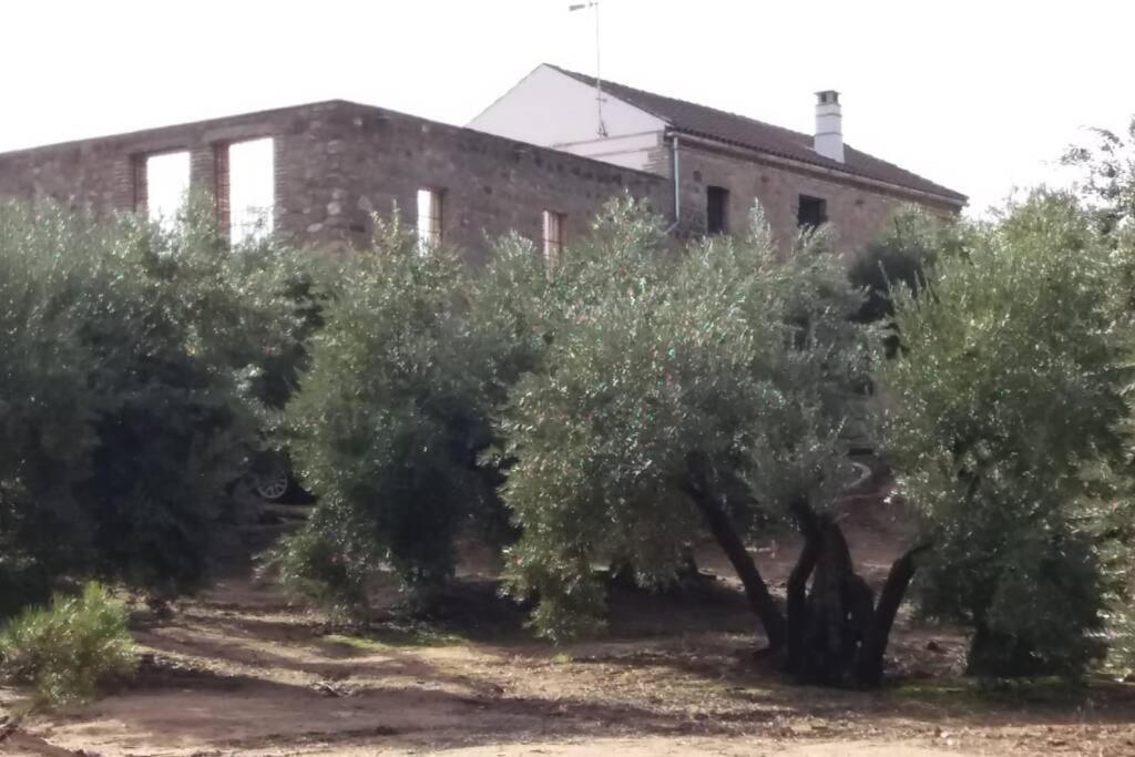 Vina las Olivas
