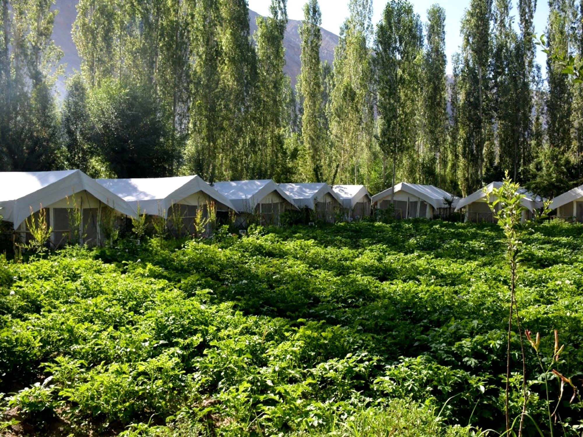 Mystique Meadows Camp