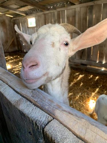 Osada nad Szumem in Jozefow, Poland