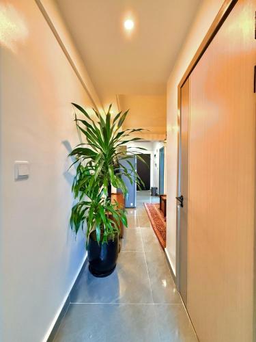 Barfatha luxury living