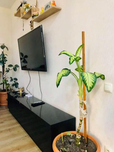 Bellissimo Apartamento City Center