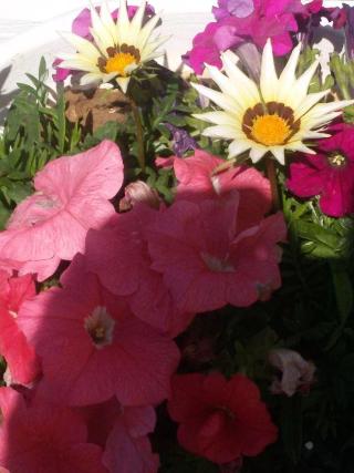 Flokkas Htl