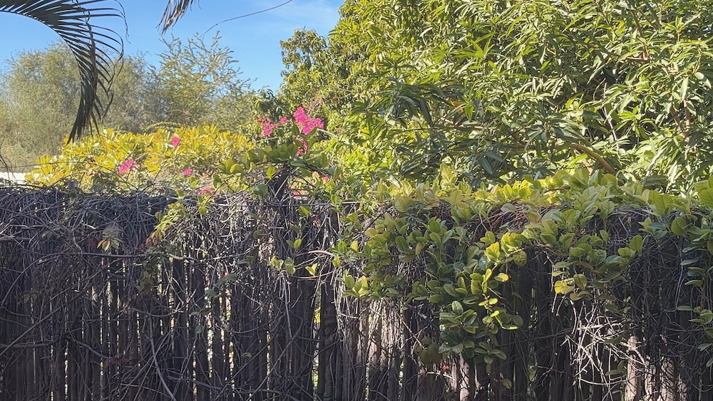 Garden view