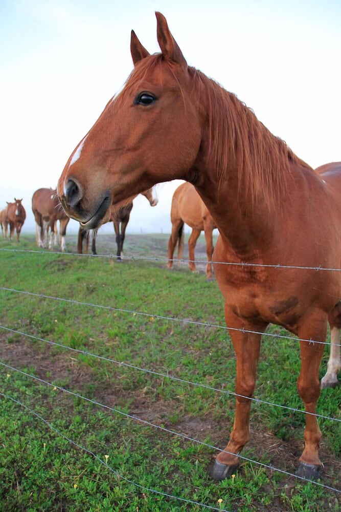 Westgate River Ranch Resort & Rodeo - photo 189