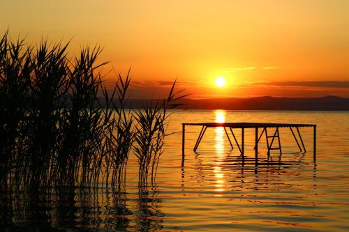Nefelejcs — Zamardi — photo 2