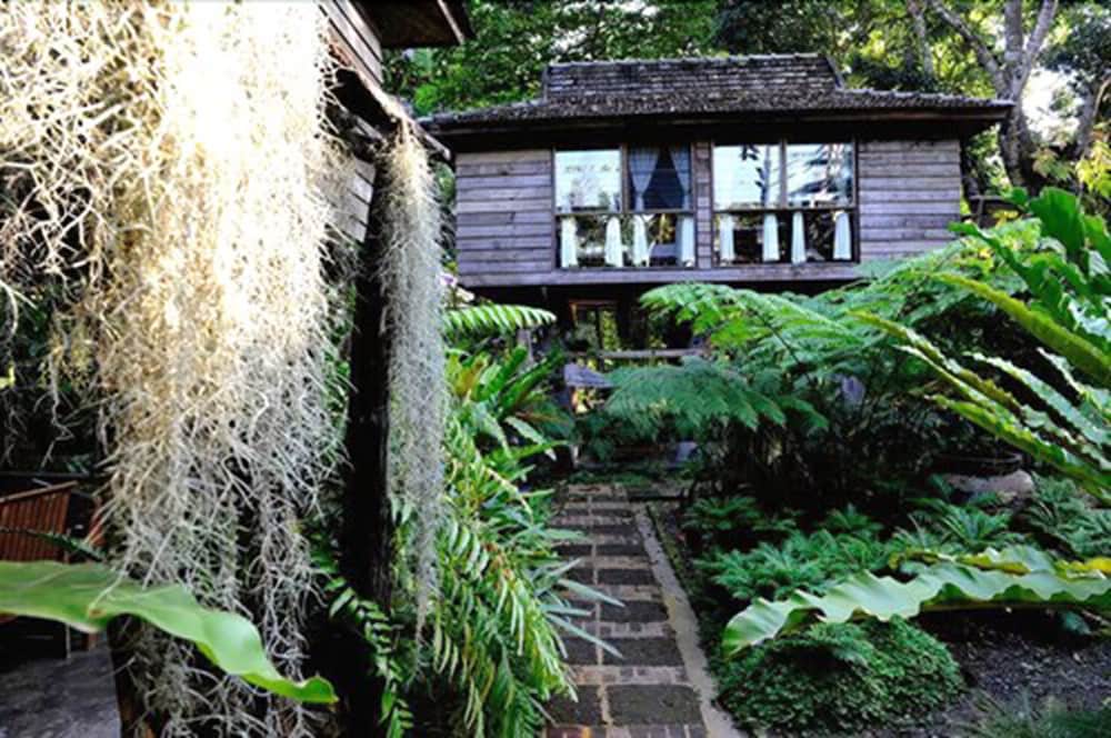 Fern Paradise in San Sai, Thailand