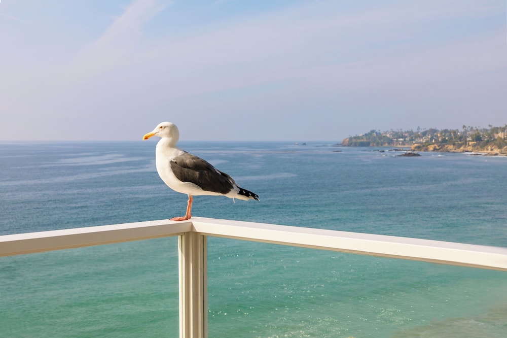 Pacific Edge Hotel - photo 122