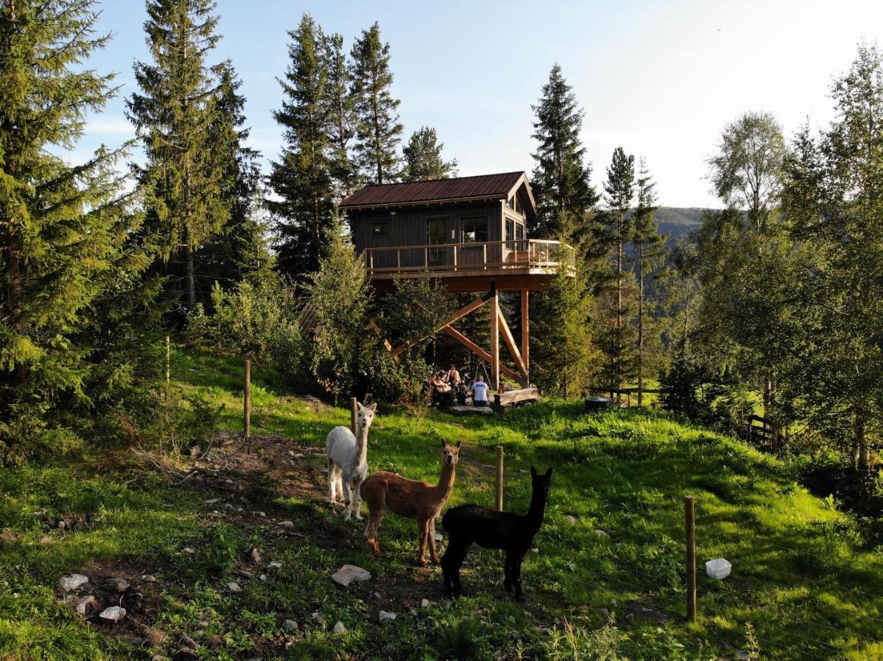 Fjellgla tretopphytte in Al, Norway