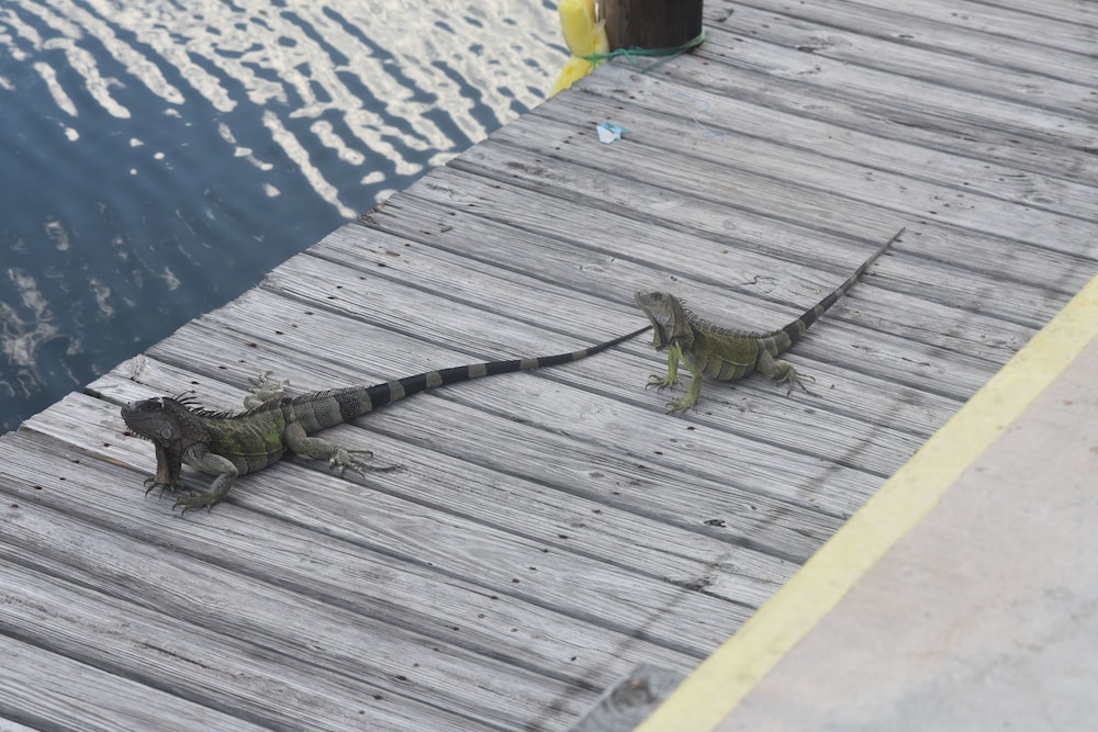 Coconut Cay Resort & Marina - photo 73