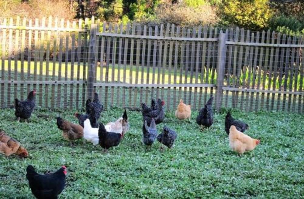 SCP Mendocino Inn and Farm - photo 106