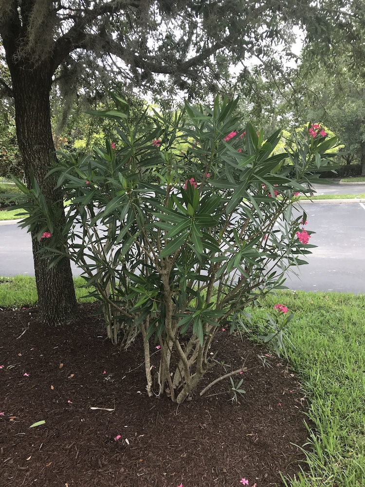 Bahama Bay Resort Orlando - photo 4