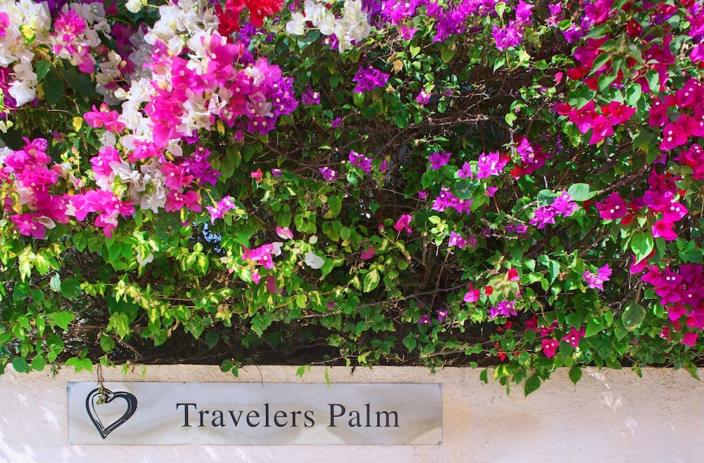 Travelers Palm - photo 14