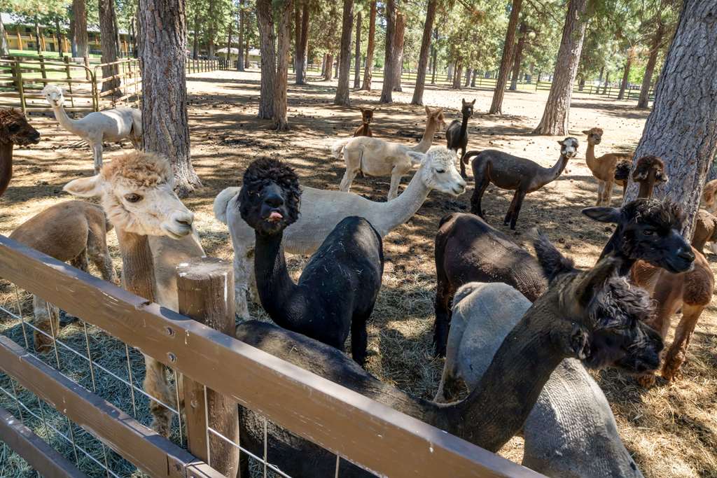 Best Western Ponderosa Lodge - photo 5