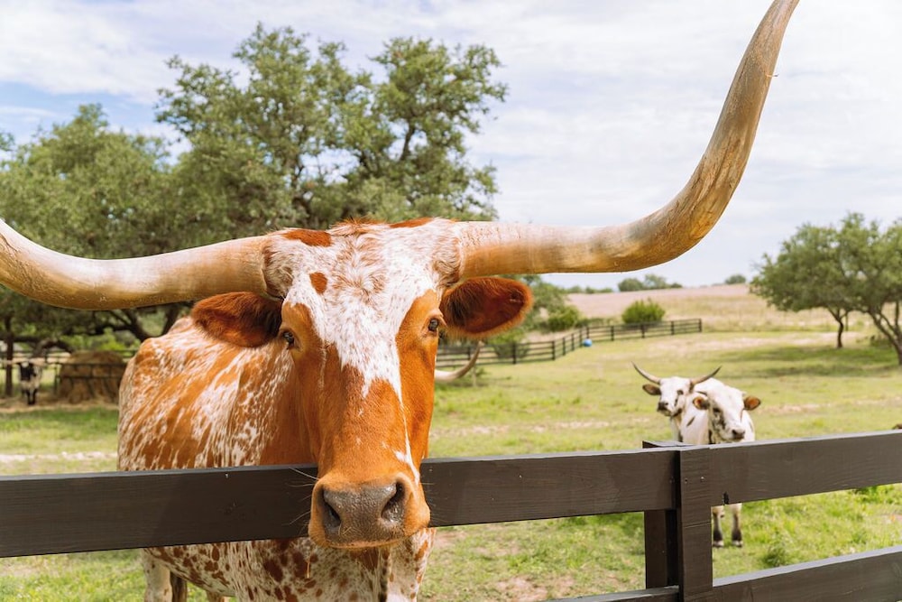 Outdoorsy Hill Country - photo 42