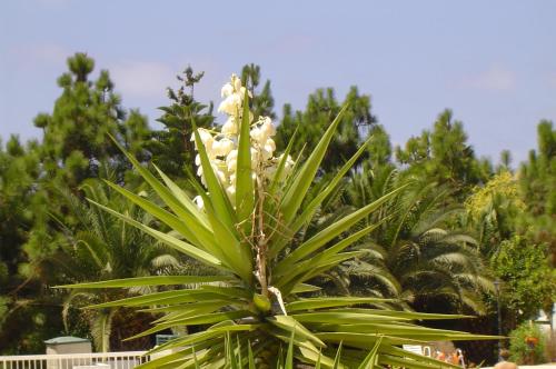 Ikaria village ground floor apartment No 4
