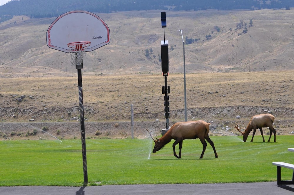 Yellowstone Village Inn and Suites - photo 10