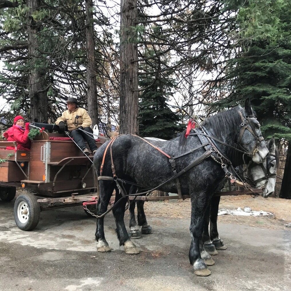 Yosemite Bug Rustic Mountain Resort - photo 99