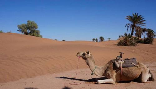 Erg Lihoudi Dunes & Bivouac in Mhamid, Morocco