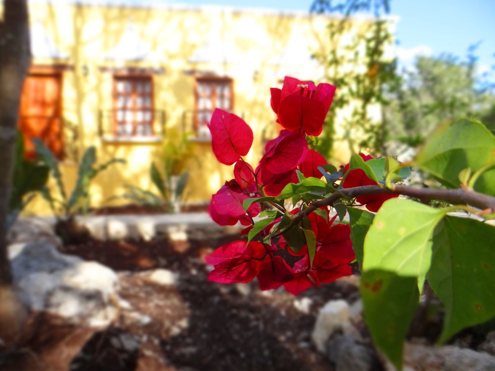 Hacienda Cobá — Coba — photo 2