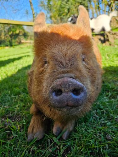 Les Gites De Koatephani Et Ses Animaux — Gouezec