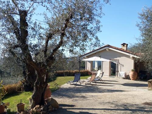 Oliveto Tuscany in Massa, Italy