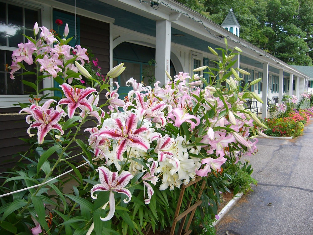 White Trellis Motel - photo 13