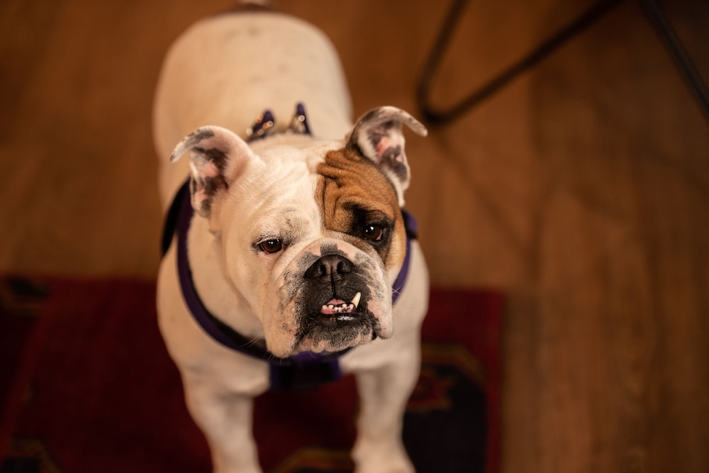 Loyal Duke Lodge - photo 39
