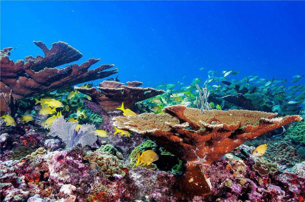 Occidental Cozumel All Inclusive