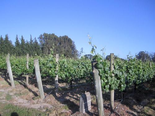 Pearlessence Vineyard Inn - photo 13