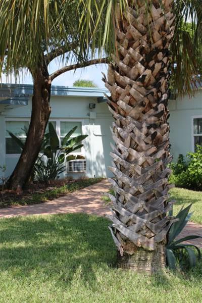 Vilano Beach Garden Inn - photo 8