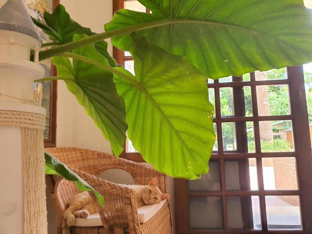 Hotel Riomar — L'escala — photo 2