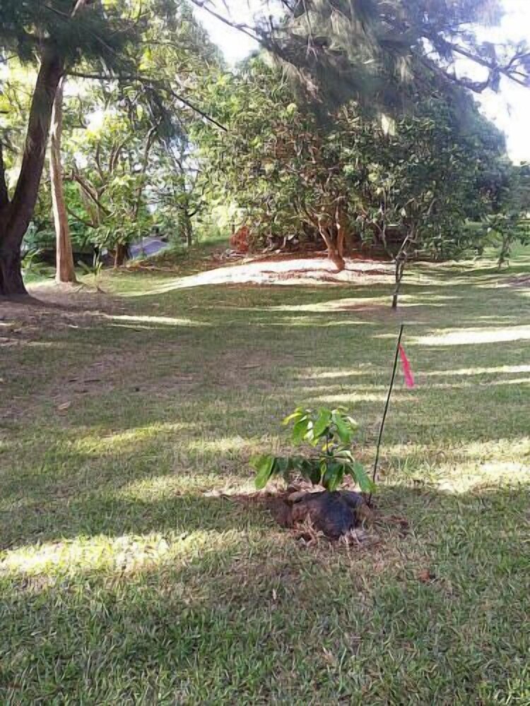 Hale Kukui Orchard & Cottages - photo 35