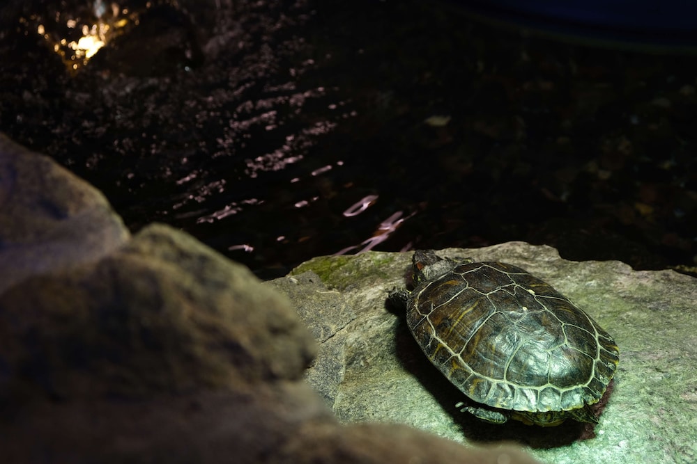 Fireside Inn & Suites West Lebanon - photo 3