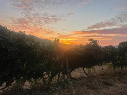 Quintinha de Pinouco in Resende, Portugal