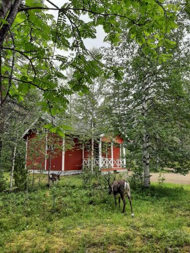 Kuosto Ja Luppo in Unknown City, Finland