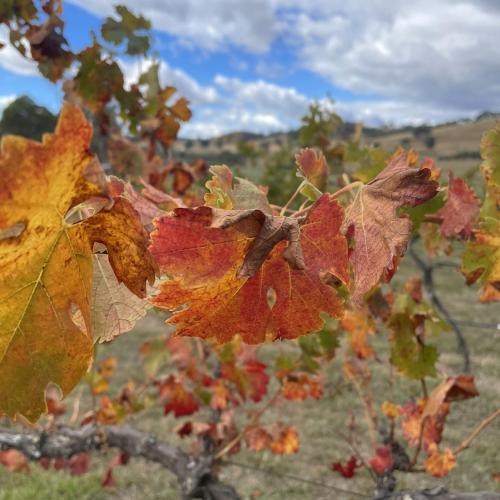 Grattai Grove Mudgee - carbon neutral hotel in Unknown City