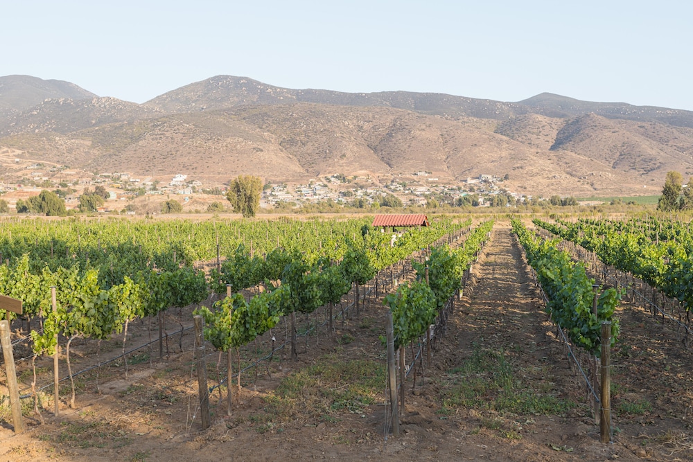 Vineyard