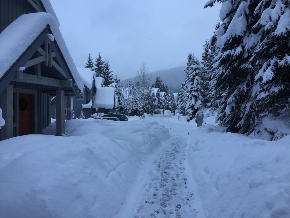 23 Treeline in Whistler, Canada