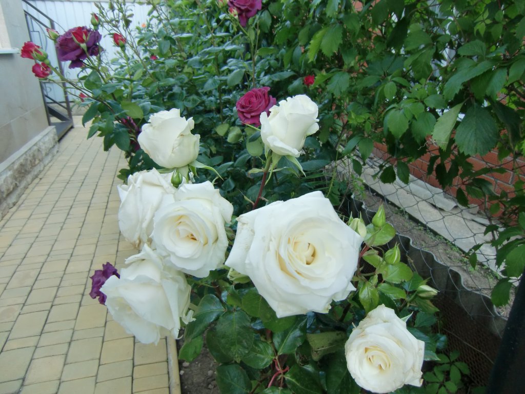 Yakor Mini hotel — Anapa — photo 4