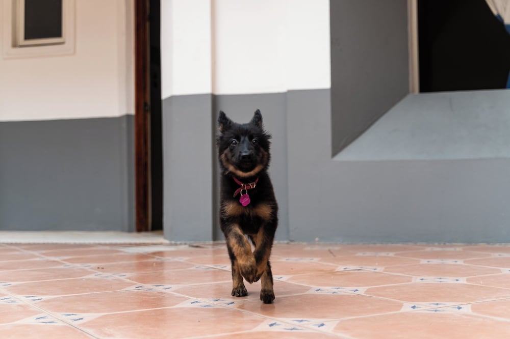 Pet-friendly