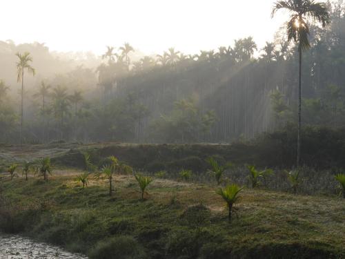 Estate Stay Riverside Coffee — Siddapur — photo 4