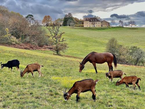 Domaine de Cazal Gîte 2 pers avec piscine au cœur de 26 hectares de nature préservée in Saint-Cyprien, France