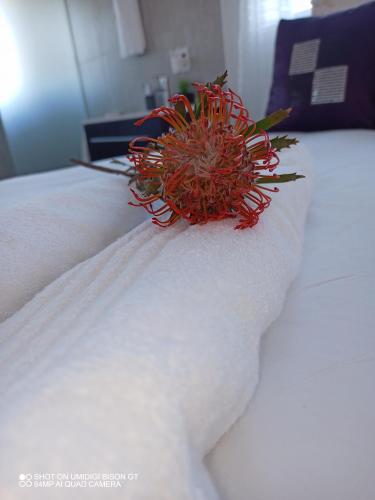 Stay Palm 1