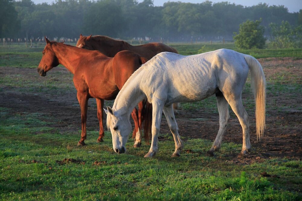 Westgate River Ranch Resort & Rodeo - photo 182