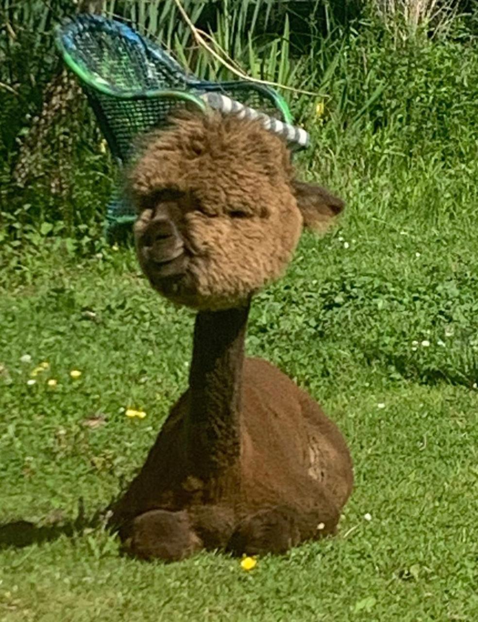 Luxe in stiltegebied tussen loslopende Alpaca s