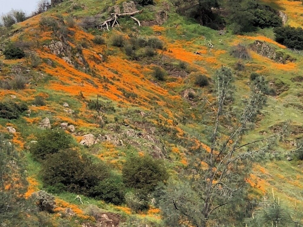 Yosemite Bug Rustic Mountain Resort - photo 93