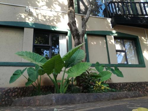 Boomhuisie in Komatipoort, South Africa