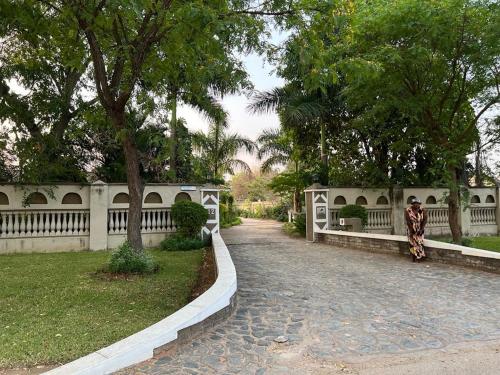 Golden bamboo in Masvingo, Zimbabwe