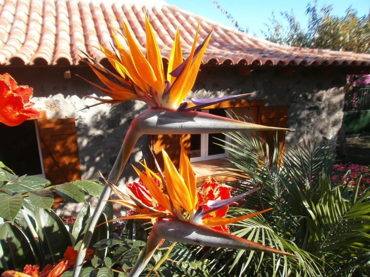Finca las Palmeras — Icod De Los Vinos — photo 3